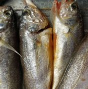黃花魚(yú)