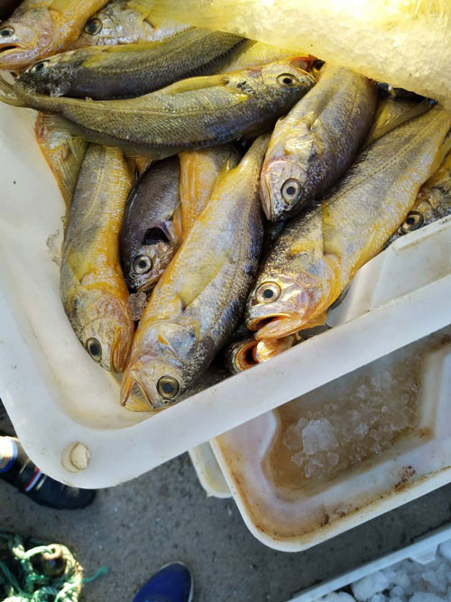 黃花魚(yú)